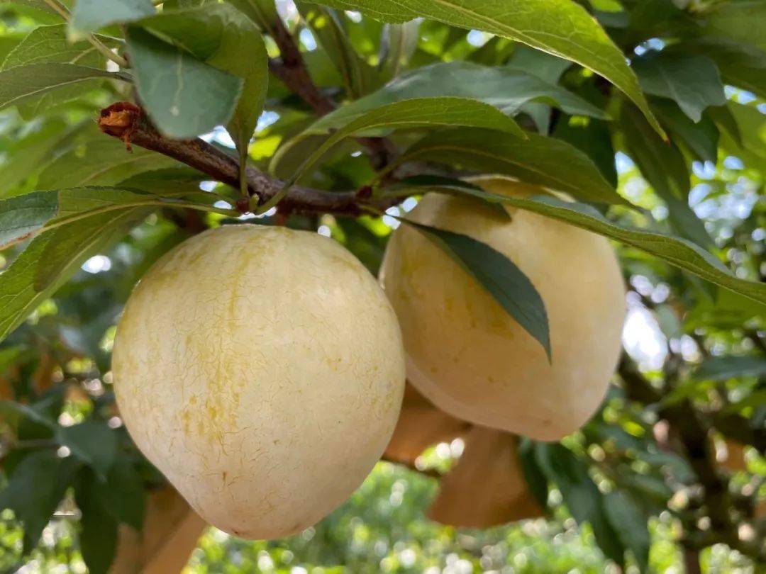 巨无霸黄金奈李,千米高山种植,甜爽鲜脆还多汁,现摘现发!