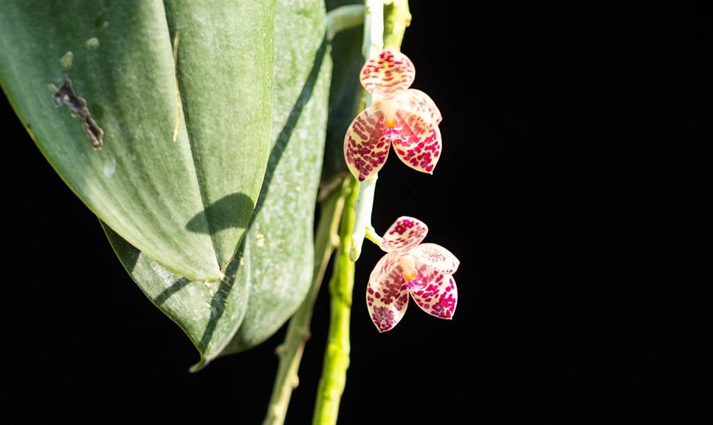 千载难逢全球 蝴蝶兰之王 花开辰山植物园 兰花象 叶片 湿度