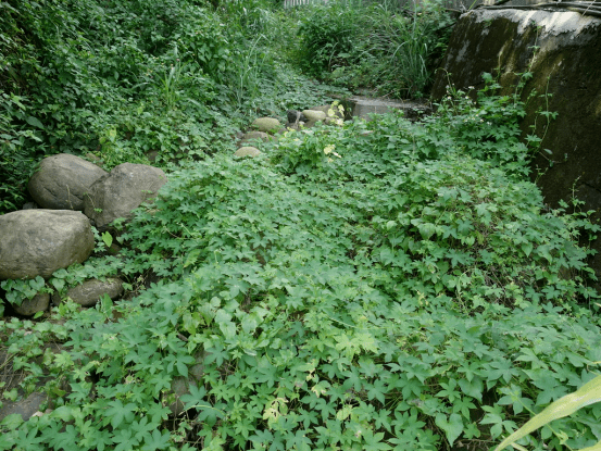 葎草——在自己的世界里自由疯长_植物_野草_草木