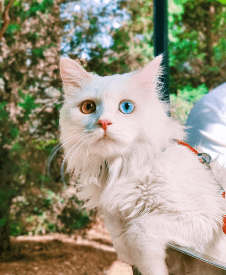 国产白猫永远的神鸳鸯眼狮子体型好美好霸气