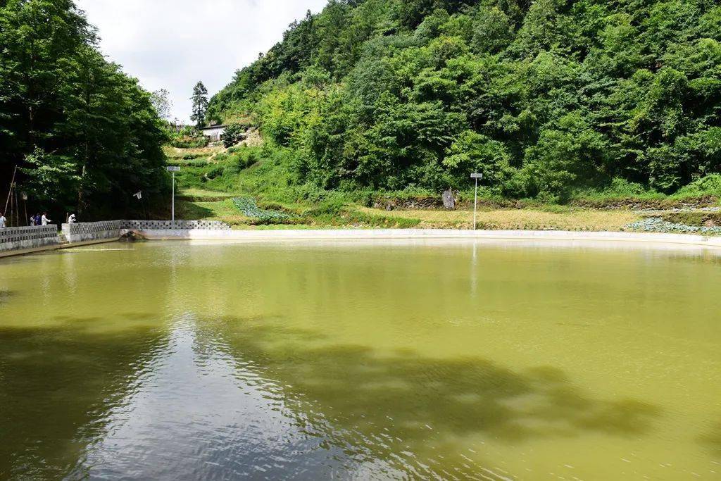 【全域森林康养】云峰村:休闲避暑好去处_道真_三江镇_自治县