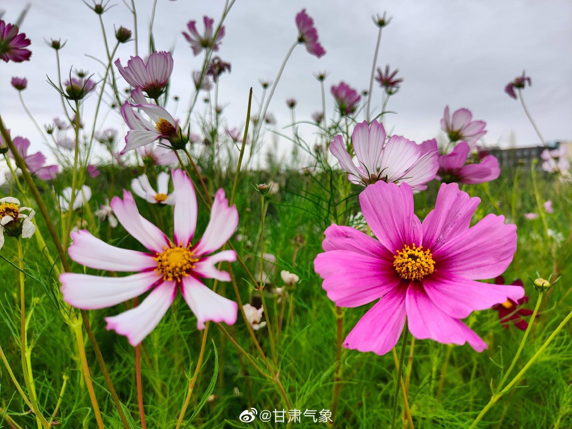 雨后小花吐露着芬芳 景色美如画