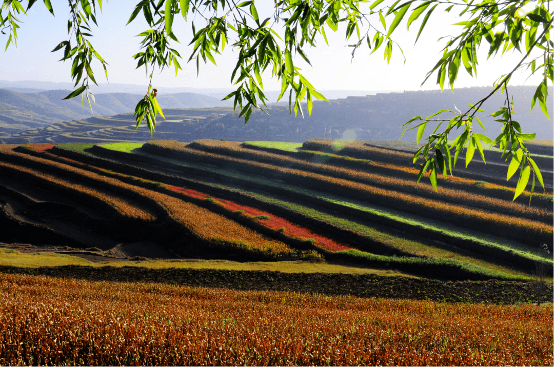 2400亩,绘就了彭阳生态和梯田建设的壮丽景观,成为彭阳旅游网红打卡地