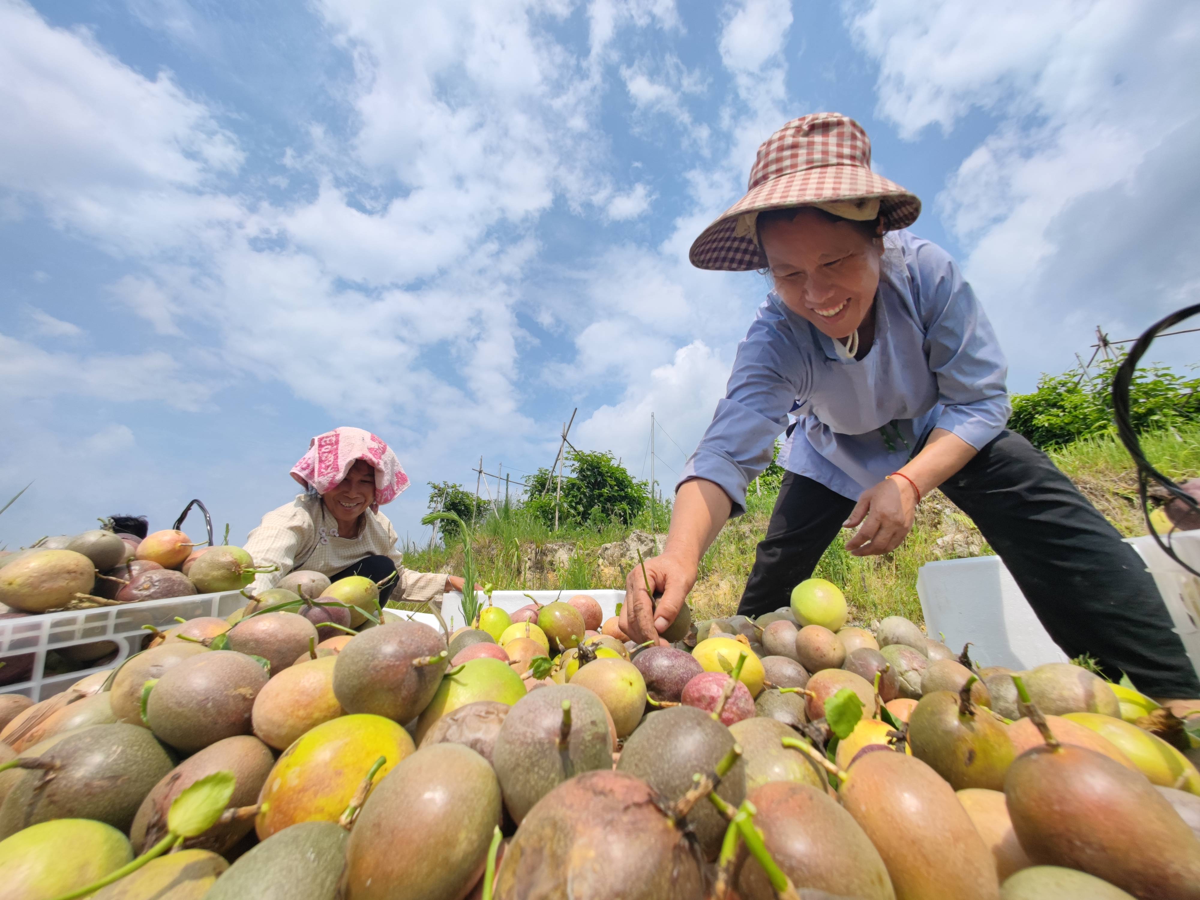 从江下江镇:百香果喜迎大丰收 助力乡村振兴