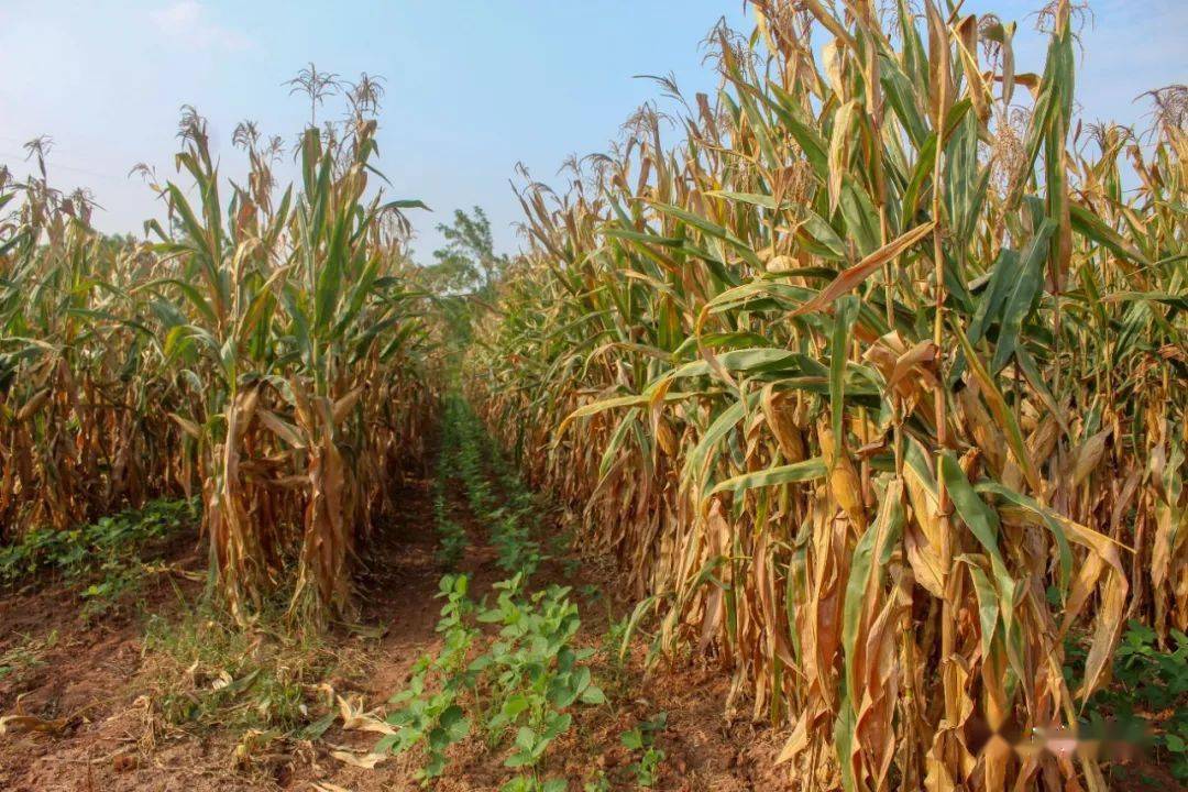 安居区玉米大豆带状复合种植首次进行玉米测产验收