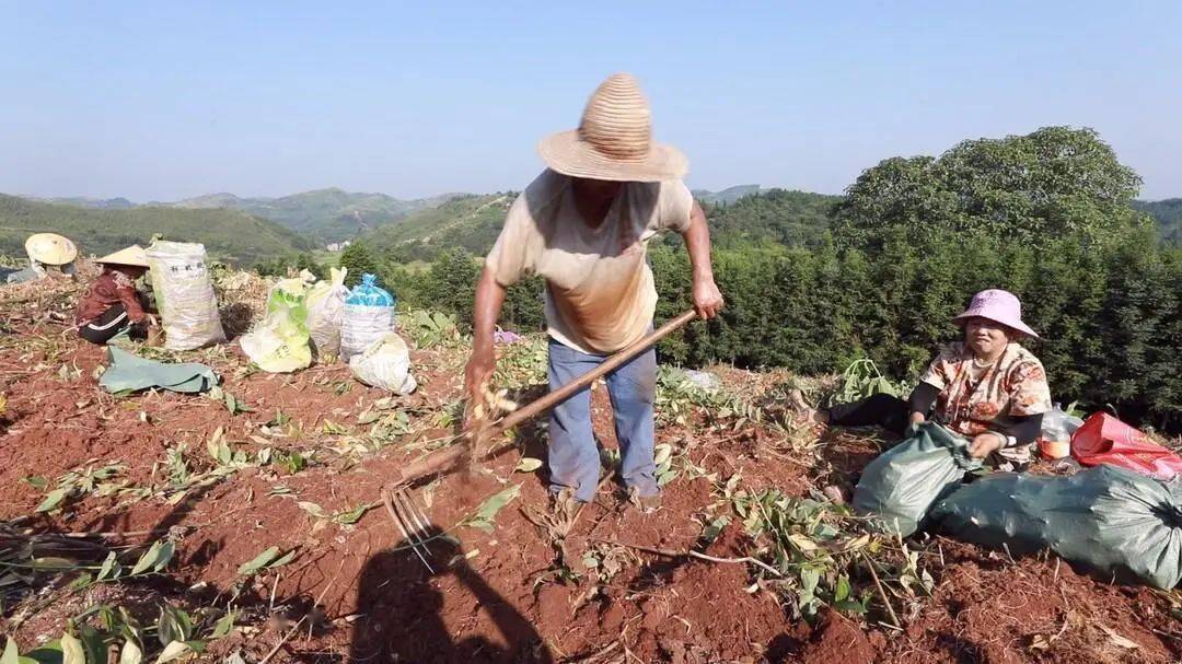 聚焦十大重点工作·乡村大振兴 | 袁家镇双跃村：玉竹丰收助农增收