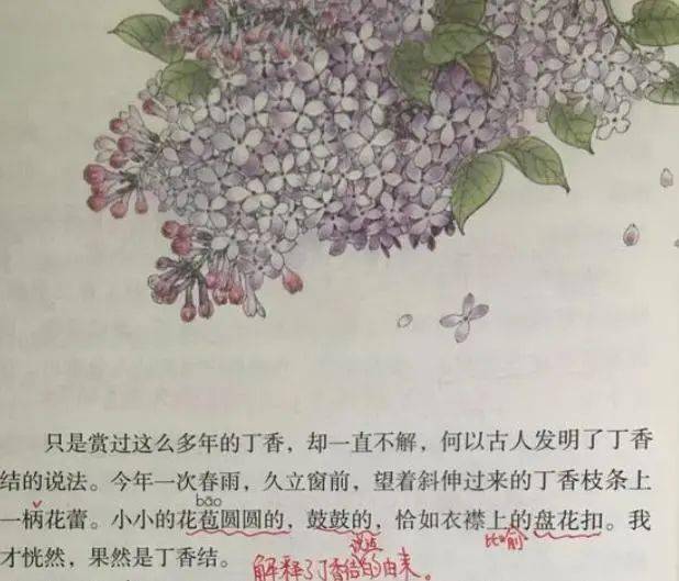 丁香结课文笔记(六年级上册课文丁香结原文)