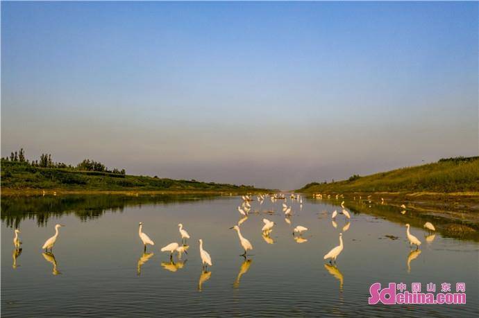 草木丰茂、群鸟翩跹，成武县东鱼河国家级湿地公园成为热门“打卡地”