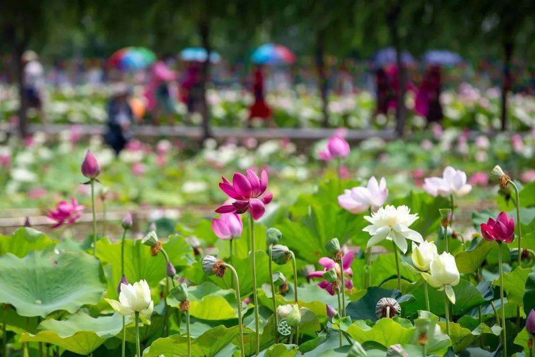 南通这些地方被评为江苏网红打卡地