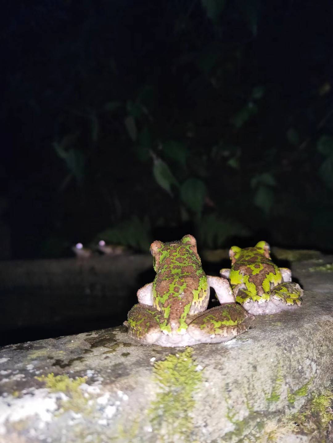 "孤寡青蛙"不孤寡,求偶上演甜宠剧_叫声_赵力_声音