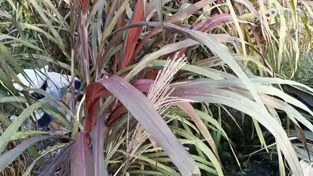 我们贞丰县高产牧草红象草,红色叶子红心肉质,不知产量高吗_红心_叶子