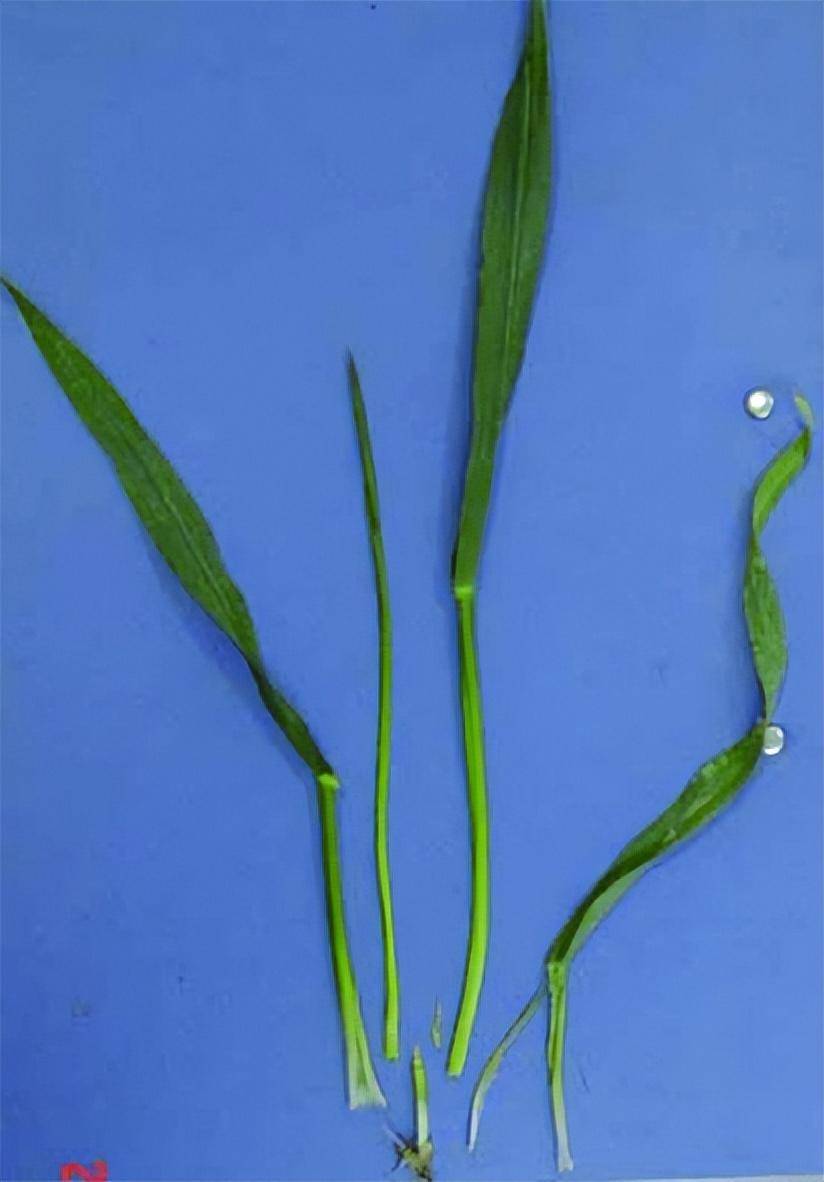 水稻是否拔节,一剥便知_笔者_叶鞘_箭头