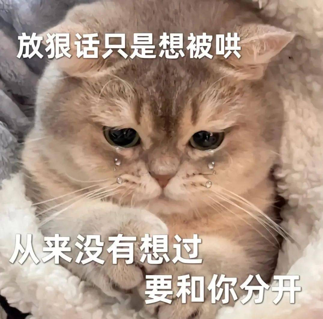 伤心流泪猫猫头表情包