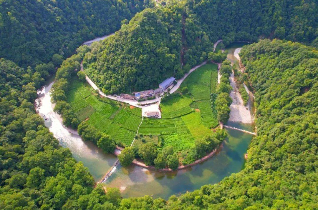 茶旅融合 绘就阳坝万亩"六无"茶园发展的新"底色"_阳坝镇_文化_内容