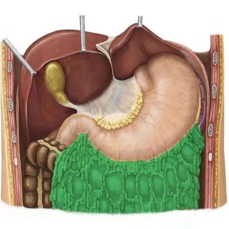 【内脏与疼痛】胃的筋膜_腹膜_韧带_十二指肠