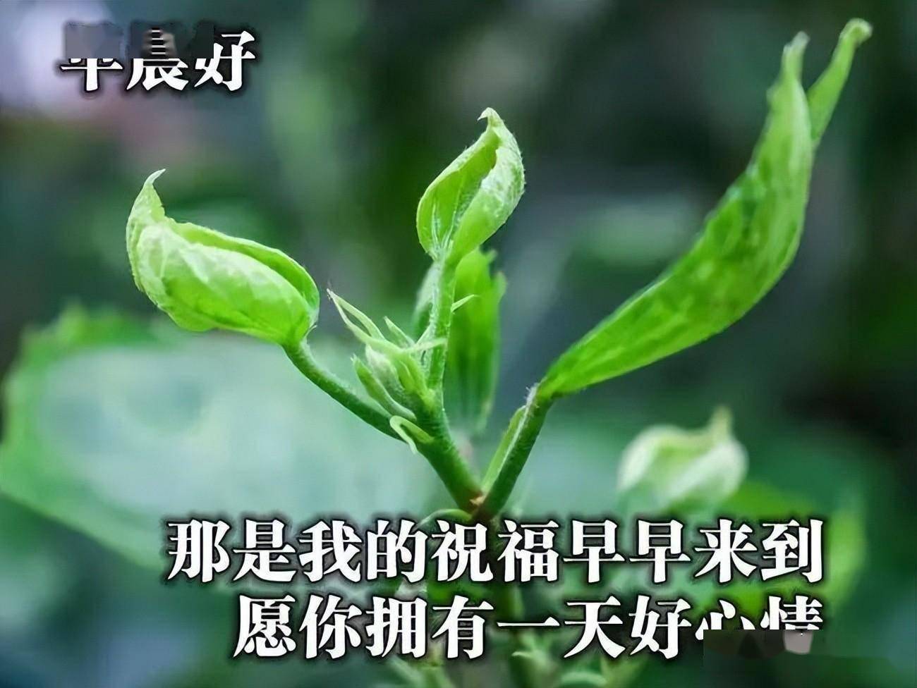 2022最新早上好表情问候天气炎热愿老朋友们保重身体