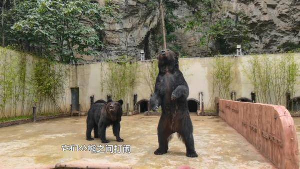 开开心心去动物园，看到这只棕熊却开心不起来了，贵阳市民：很揪心 园方回应→