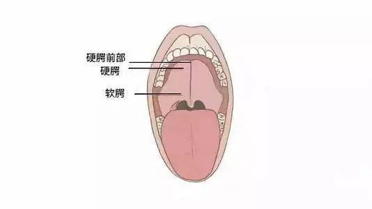 仔细观察金属刺入的部位,发现金属刚巧避开了有骨头支撑的硬腭部分,刺