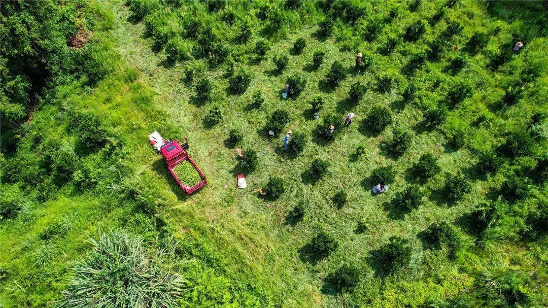 到处呈现出丰收的繁忙景象村民实时采收,切片,晾晒标准化枳壳示范种植