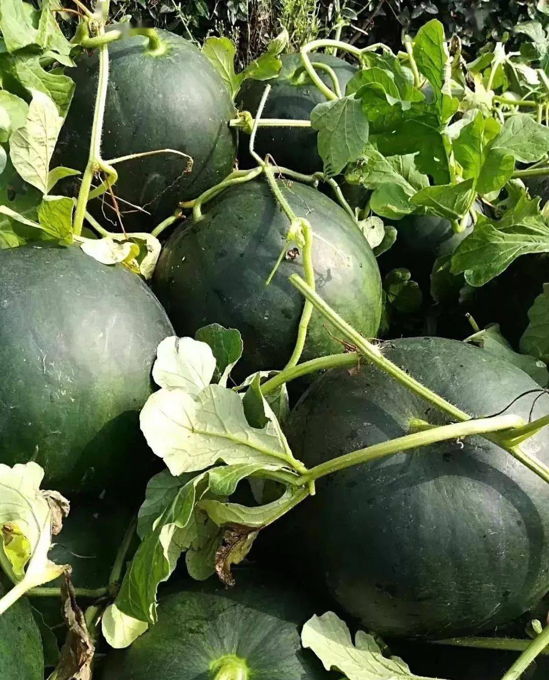 天台三州道士岩西瓜熟了! 货比货就知道什么叫品质!_高山_朋友_土质