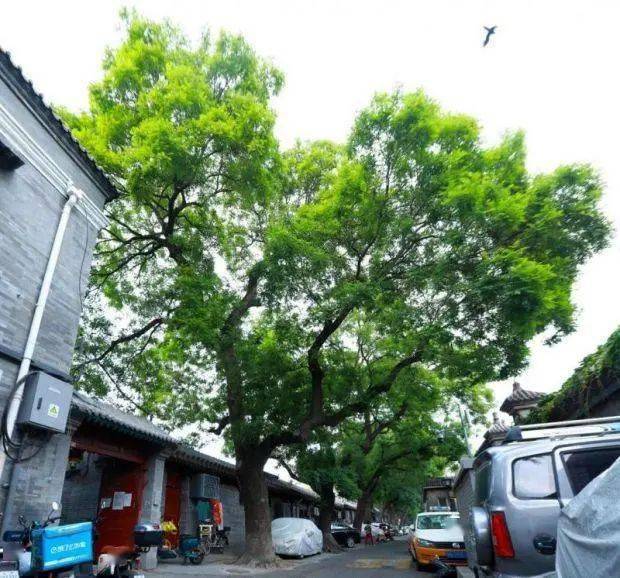 生态文明｜东城建成全市首条古树主题文化胡同 守护绿色“活化石”