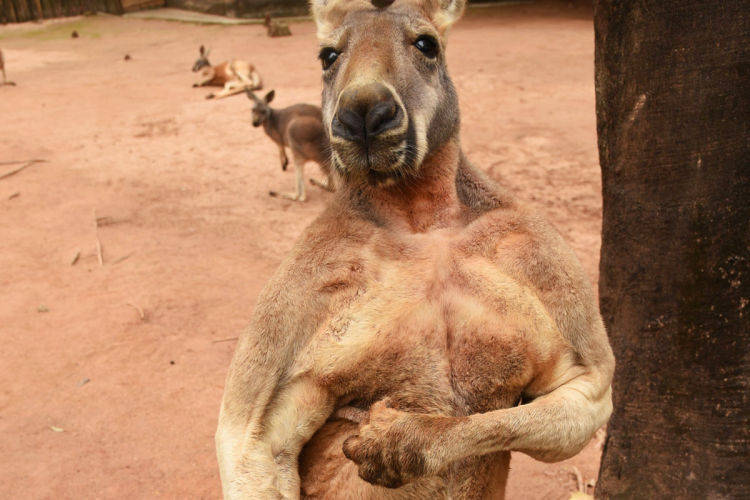 深圳野生動物園