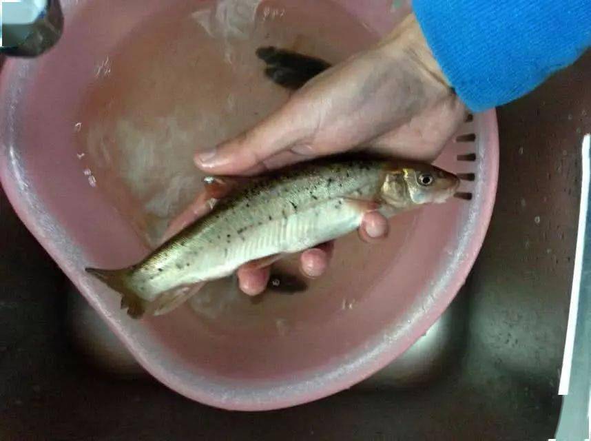 新疆细鳞鱼图片