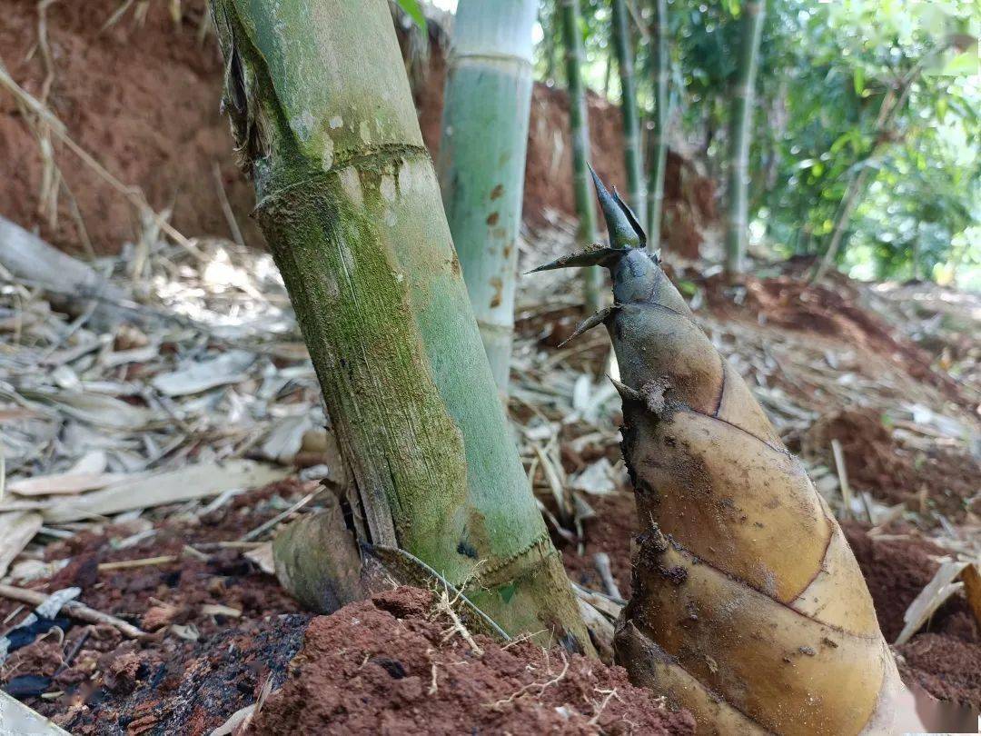 正值盛夏,马台乡唐家村栽种的12000亩生态甜龙竹笋进入盛产期.