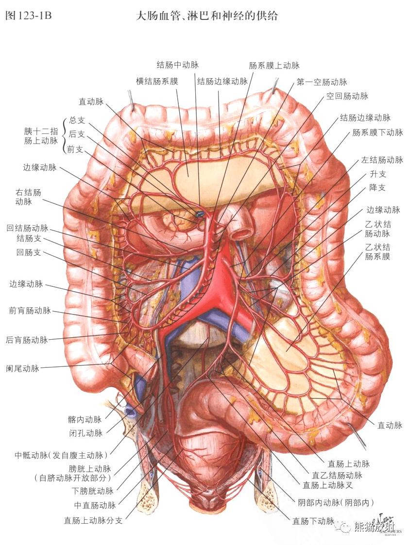 腹部结肠解剖图图片