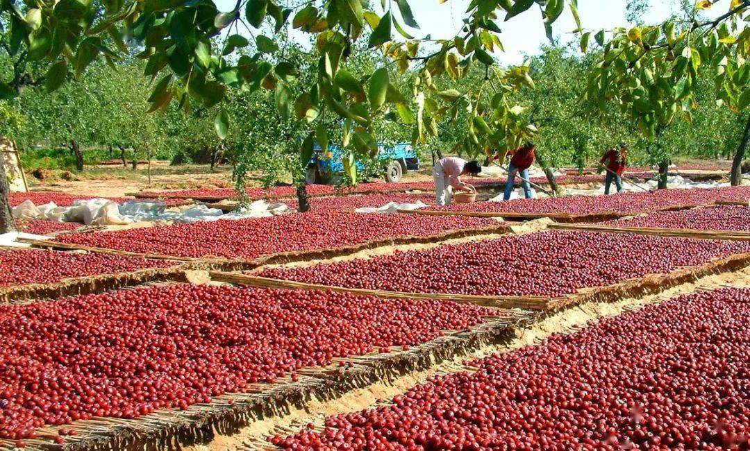 进出口食品安全一枣鲜红遍天红枣及其制品出口指南