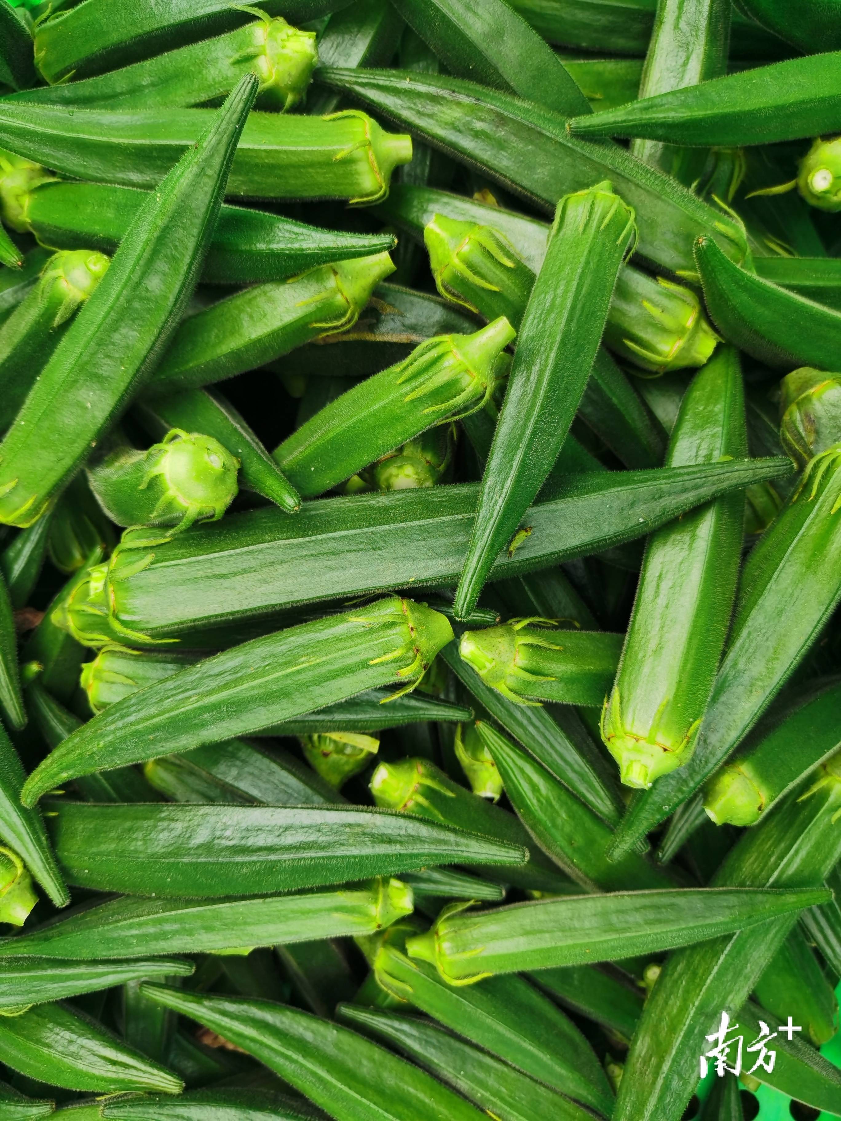 云安石城小秋葵让村民钱袋子鼓起来