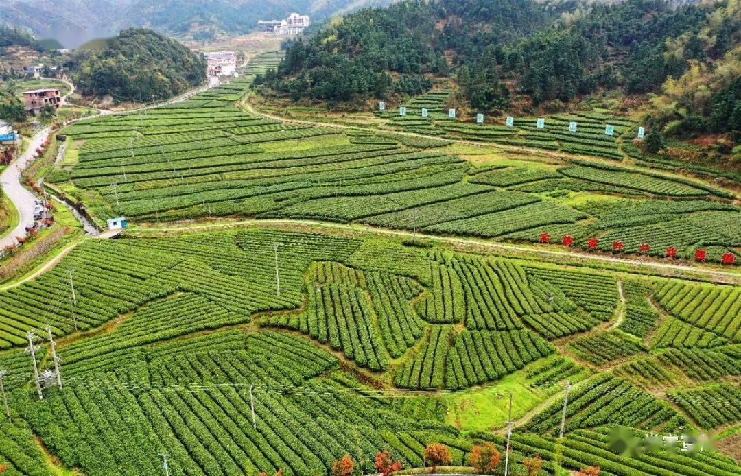 常寧塔山茶簡介投票截止時間:2022年8月12日17點投票方式:湖南常寧瑤