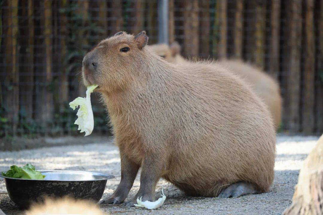 没有尾巴的"大老鼠",你见过吗?
