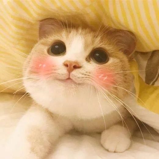 听它那软糯糯的叫声,瞧它那圆溜溜的大眼睛,还有摸起来软绵绵的毛发