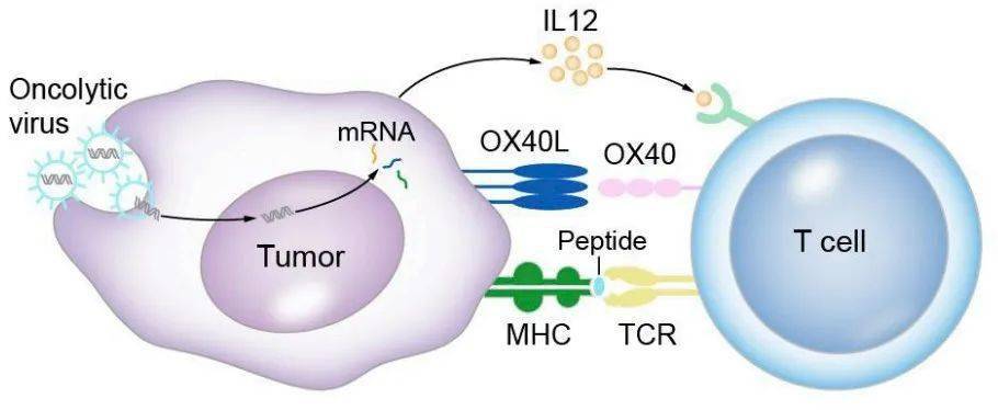 突破瓶颈,功效显著_肿瘤_淋巴细胞_模型