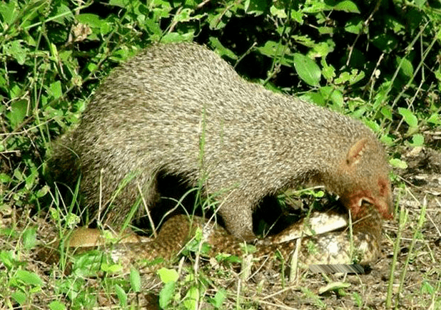 野兔61日狸贡61黄猄