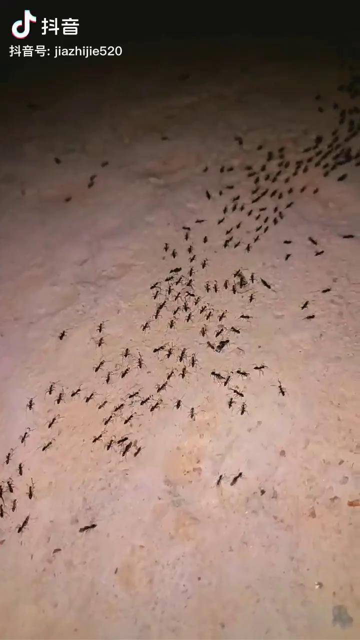 群蚁排衙 来自搜狐网