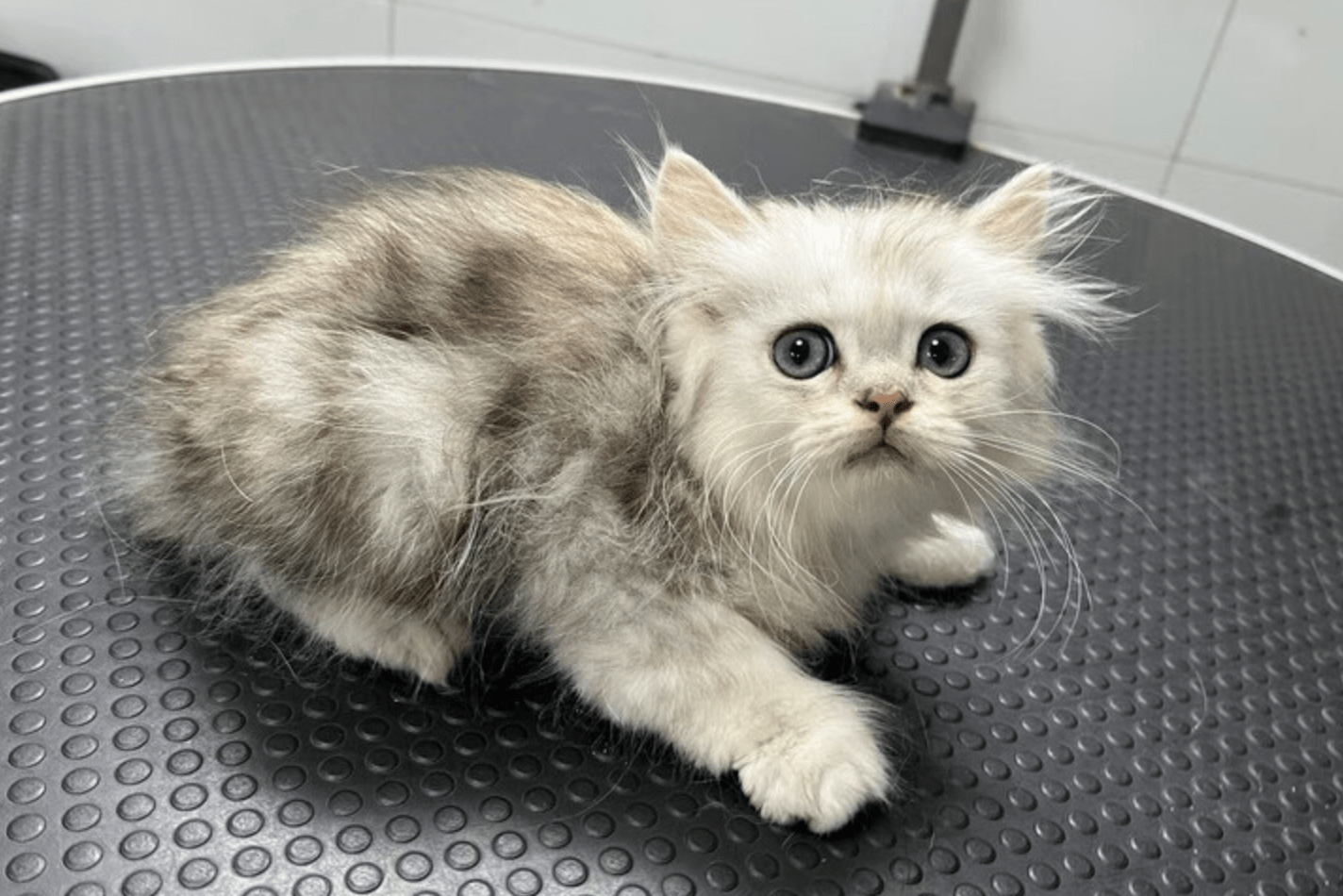 性别和年龄进行了说明,但对猫咪是否绝育,体检报告等均未出具相关证明