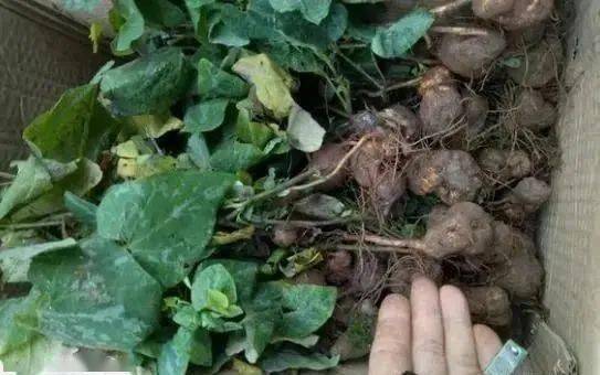 农村屋旁的这种草俗称 "背蛇生",竟然是治胃病的良药,150/斤_块根