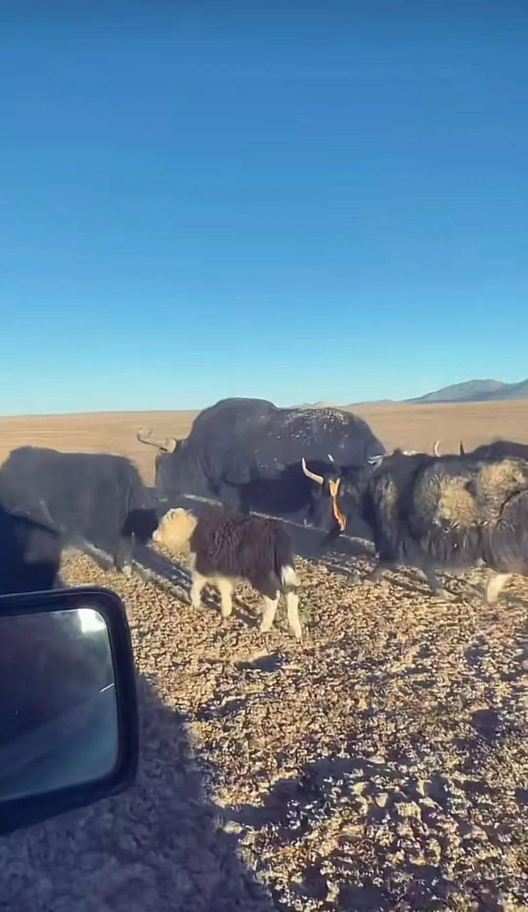 旦旦_牦牛肉干_家养