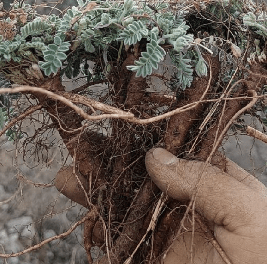 野生牛皮茶植物啥样的图片