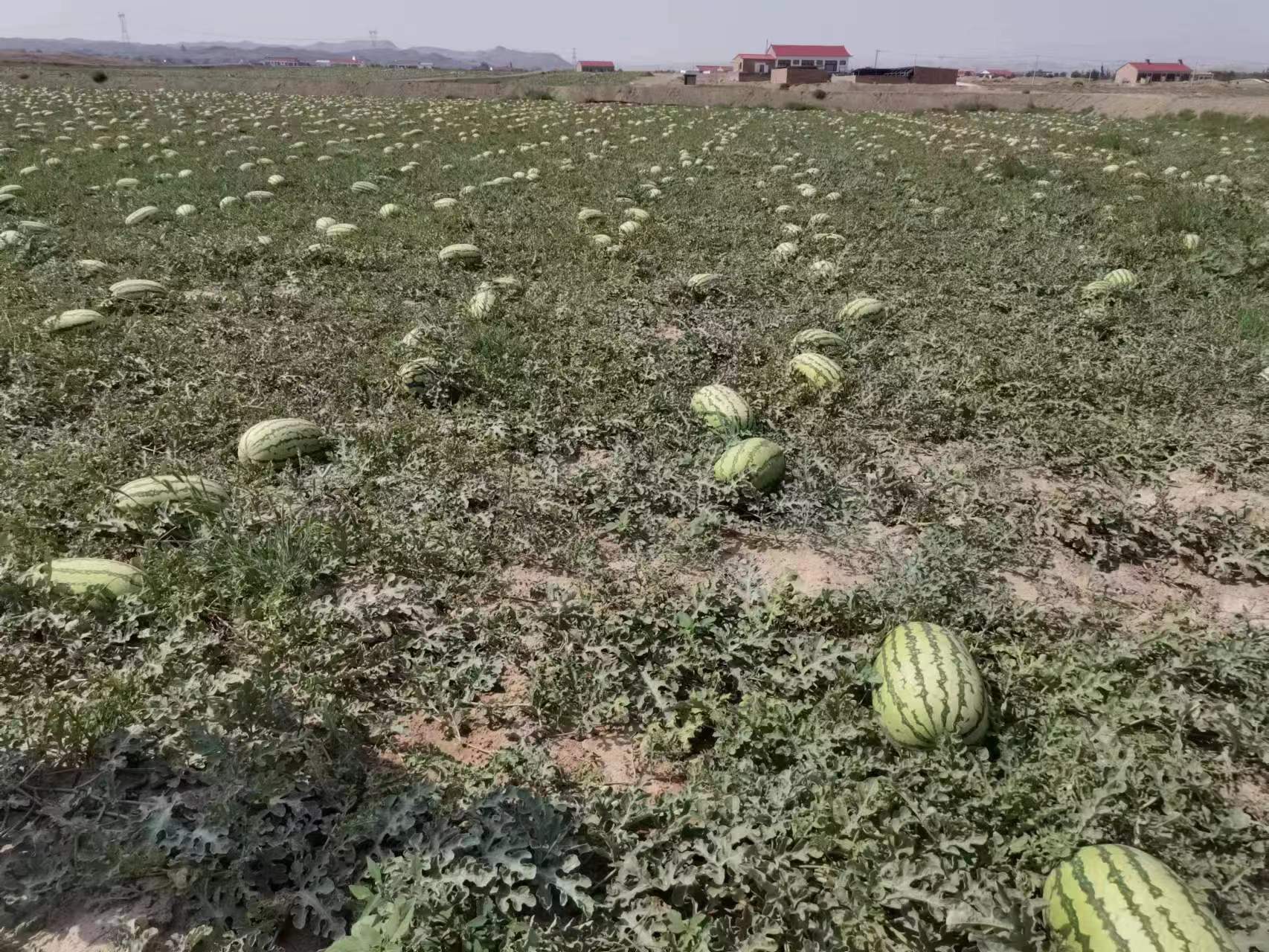 亩产8000斤 中宁县压砂地退出区产业培育结硕果 种植 喊叫水乡 西瓜