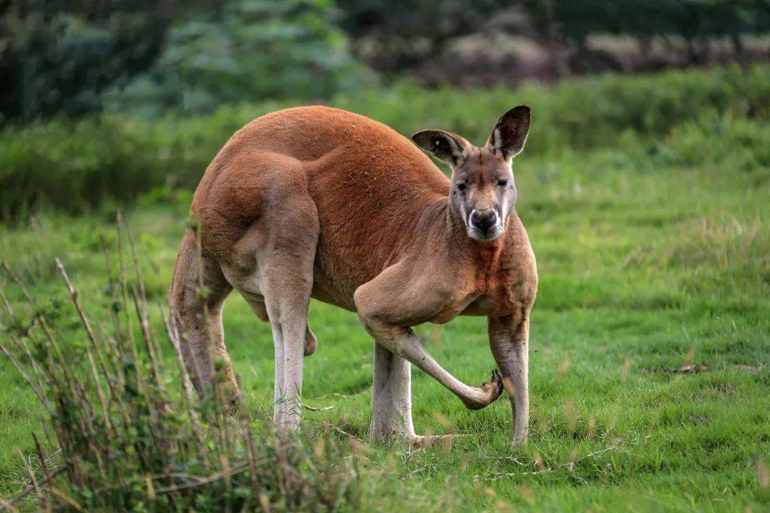 "刚子"分刚,就在乐和乐都_水上乐园_门票_大袋鼠