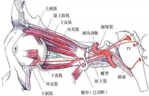 眼肌作用图片