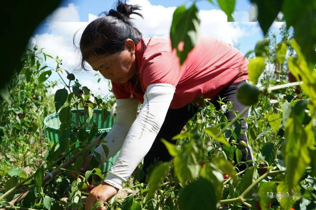 67【头条】贵州岑巩:农村"辣姐"走出"红火"带富路_游本玲_辣椒_产业