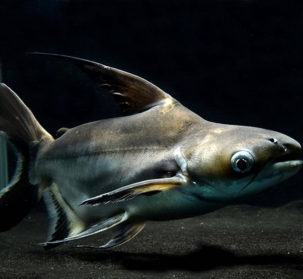 仅靠爱好或者花几万块钱,就能把观赏鱼养好?