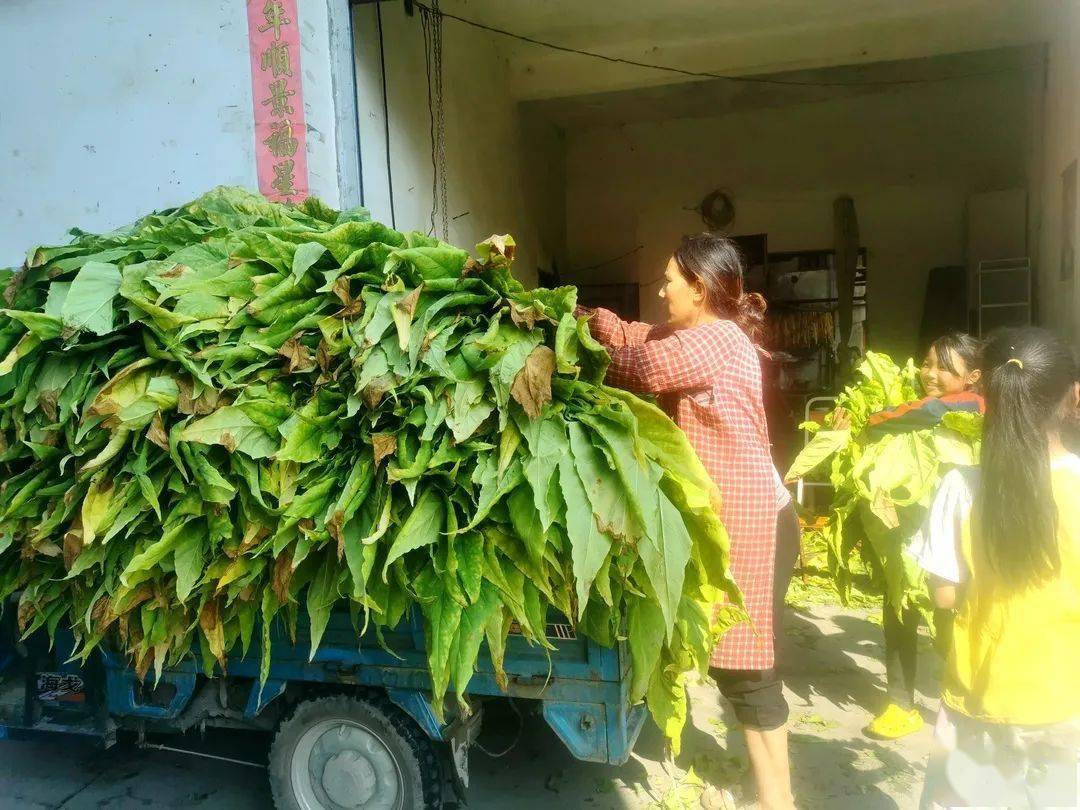 沙马木机调研当前烟叶采摘和烘烤工作_烤烟_烟草公司_生产