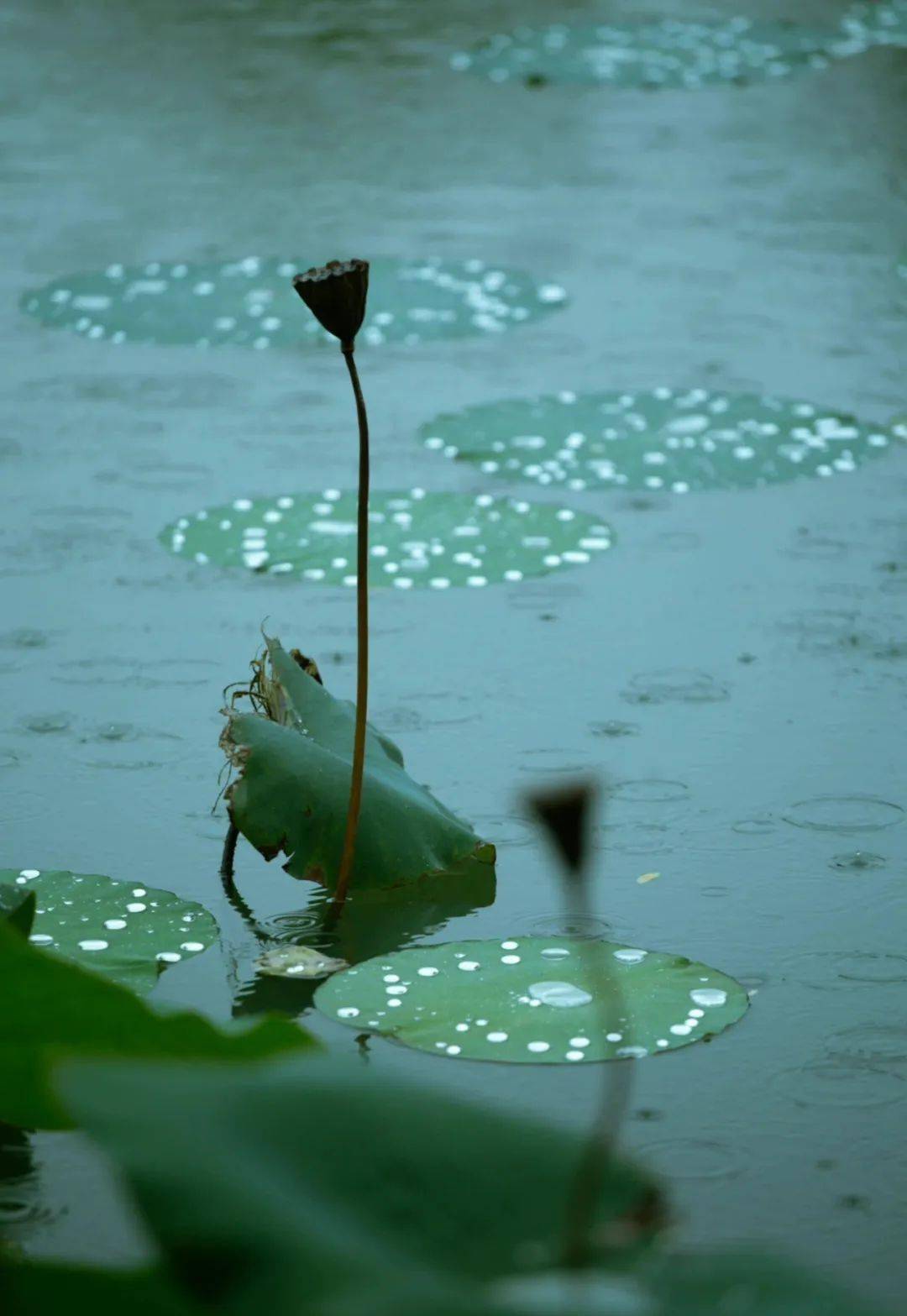 听琴| 留得残荷听雨声,任是无情也动人_的花园_版权_图片