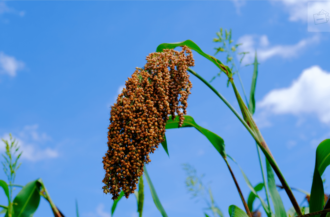 【粮食安全】绥阳:丰收在望高粱红_种植_大路槽乡_群众
