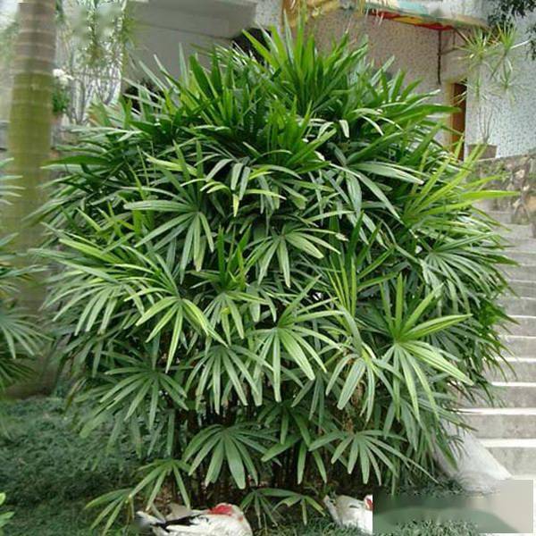 华南地区常用“棕榈类植物”大盘点_效果_乔木_椰子